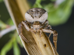 Xysticus pseudocristatus