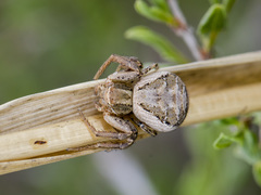 Xysticus pseudocristatus