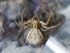 Xysticus pseudocristatus