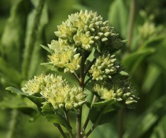 Hylotelephium verticillatum