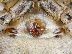 Xysticus pseudocristatus