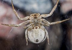 Xysticus pseudocristatus