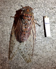 Megapomponia imperatoria