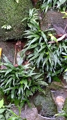 Leptochilus pteropus