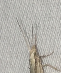 Plutella porrectella