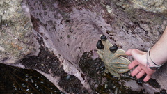 Stichaster australis