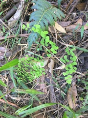 Adiantum aethiopicum