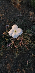 Oenothera acaulis