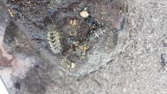 Sypharochiton sinclairi