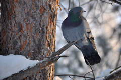 Columba livia