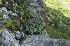 Omphalodes rupestris lojkae