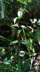 Coptosapelta diffusa