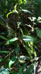 Coptosapelta diffusa