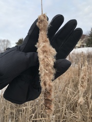 Limnaecia phragmitella