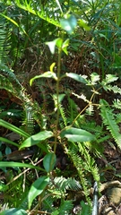 Coptosapelta diffusa