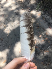 Tyto novaehollandiae