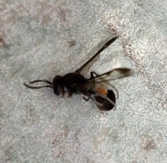 Ropalidia sumatrae