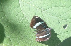 Diaethria euclides metiscus