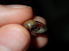 Stanisicarion freycineti