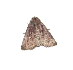 Condicinae