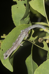 Amalosia rhombifer