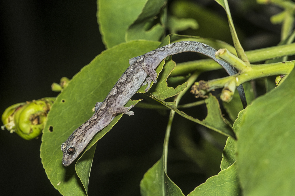 Zig-Zag Gecko