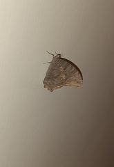 Melanitis leda