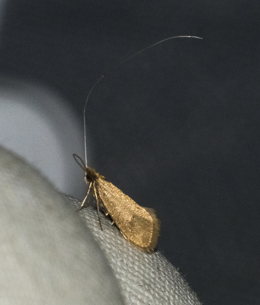 Buff Longhorn