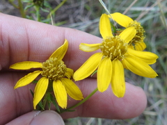 Dysodiopsis tagetoides