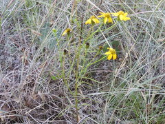 Dysodiopsis tagetoides