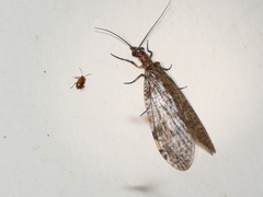 Archichauliodes guttiferus