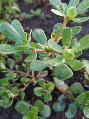 Portulaca oleracea