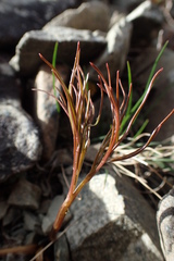 Anisotome filifolia