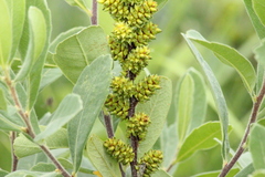 Myrica gale tomentosa