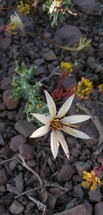 Mutisia sinuata