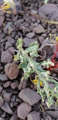 Mutisia sinuata