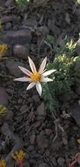 Mutisia sinuata