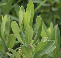 Myrica gale tomentosa