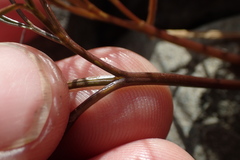 Anisotome filifolia