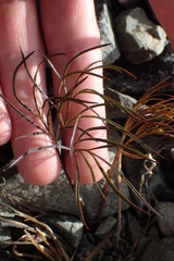 Anisotome filifolia