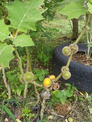 Solanum lasiocarpum