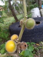 Solanum lasiocarpum