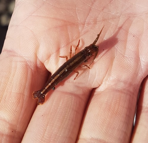 Betaeopsis aequimanus