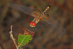 Celithemis amanda