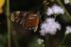 Dircenna dero euchytma