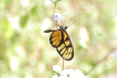 Dircenna dero euchytma