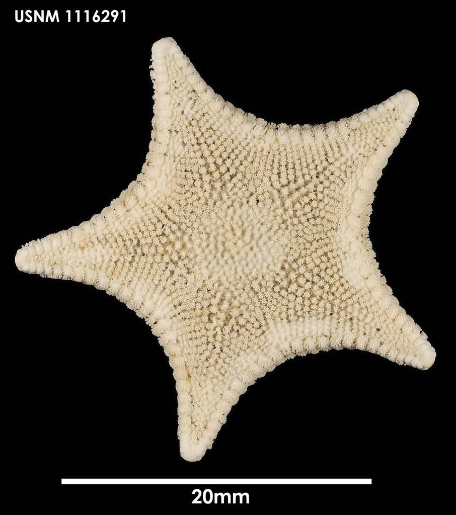 Odontaster