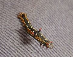 Antictenia punctunculus