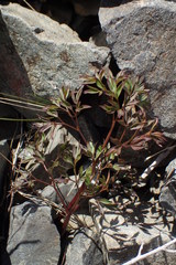 Anisotome filifolia