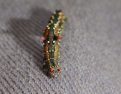 Antictenia punctunculus